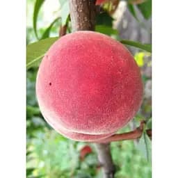 Саджанець Agro-Market Персик Ред Мун (літній сорт, середній термін дозрівання) 1 шт. в упаковці (183831)