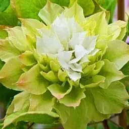 Клематис Agro-Market Se-No-Kaze 1 саджанець в упаковці (38144)