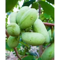 Саджанець Agro-Market Азіміна трилоба Космічне натхнення (Сosmic inspiration) (перехресне запилення, вік саджанця 1 рік, садити по 2 шт) 1 саджанець (103415)