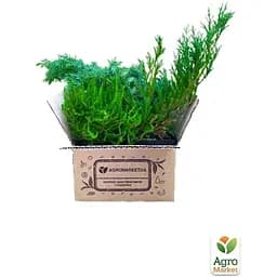 Саджанець Agro-Market Ялівець лускатий Hunnetorp (контейнер Р9, висота 10-12 см) (39025) - мініатюра 4