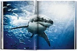 Michael Muller. Sharks - мініатюра 3