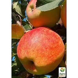 Саджанець Agro-Market Яблуня Чемпіон укорінена в контейнері (саджанець 2 роки) 1 шт. в упаковці (99976)
