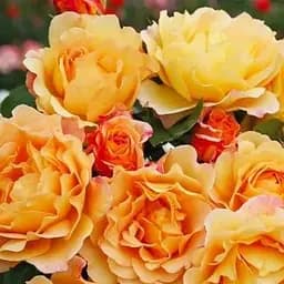 Троянда англійська Agro-Market Констанція Constance саджанець класу АА+ вищий сорт 1 шт. в упаковці (103449)