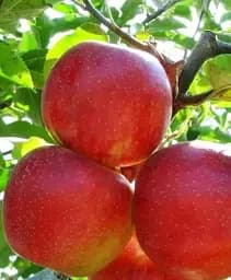 Саджанець Agro-Market Яблуня напівкарликова Джонаголд (зимовий сорт, середньопізній термін дозрівання) 1 шт. в упаковці (38168)