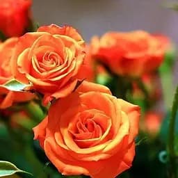 Троянда дрібноквіткова (спрей) Agro-Market лососева Літня пора Summer season саджанець класу АА+ преміальний чудово ароматний сорт 1 шт. в упаковці (45968)