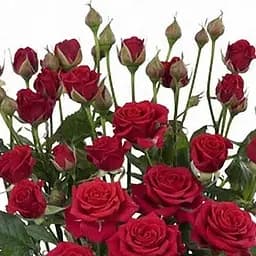 Роза мелкоцветковая (спрей) Agro-Market Mirabell саженец класса АА+ высший сорт 1 шт. в упаковке (37226)