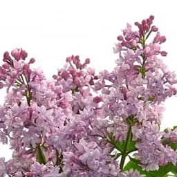 Саджанець Agro-Market Бузок махровий Пам'ять про Вавилова (один з ранніх і запашних сортів) (181514)