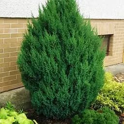 Ялівець китайський "Stricta" (ком/сітка) висота 140-160см (179893) 1 саджанець