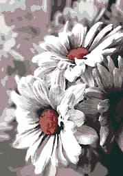 Комплект картин за номерами Riviera Blanca Білі пелюстки (ITR-067) 3 шт в наборі