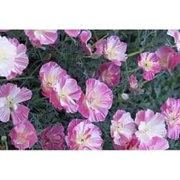 Эшшольция "Пурпурное сияние" Весна 2г (22465)