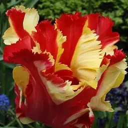 Тюльпан "Flaming Parrot" (186268) 2 шт