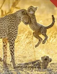 Born to be Wild. How Baby Animals Survive and Thrive - мініатюра 5