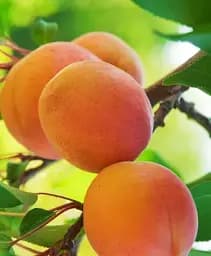 Саджанець Agro-Market Абрикос Червонощокий (літній сорт, ранній термін дозрівання) 1 шт. в упаковці (15753)