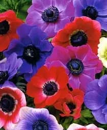 Саженец Agro-Market Анемона De Caen микс размер 5/7 большой 5 шт. в упаковке (35467)