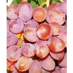 Саджанець Agro-Market Виноград десертний Адреналін (солодкий гармонійний) (183958) 1 шт.