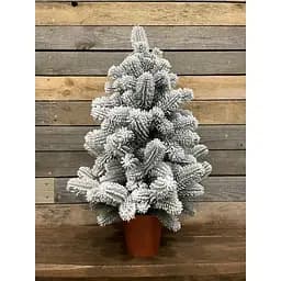 Ялинка Hvoya Premium лита у горщику 70 см засніжена