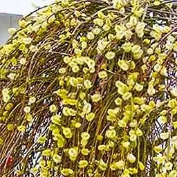 Саджанець Agro-Market Верба плакуча на штамбі Kilmarnock (висота 1.2-1.3м) (62465)