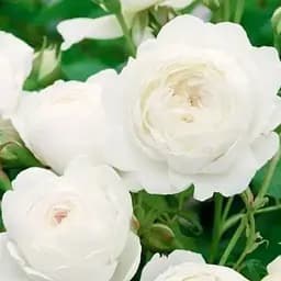 Троянда англійська Agro-Market Клер Остін саджанець класу АА+ вищий сорт 1 шт. в упаковці (120450)