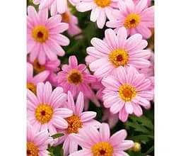 Саджанець Agro-Market Аргірантемум La Rita Pink (контейнер №10 висота 15 см) (177074) 1 шт. в упаковці