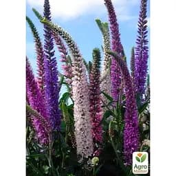 Саджанець Agro-Market Вероніка Колосиста Bubblegum Candles (99174) 1 шт. в упаковці - мініатюра 2