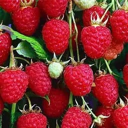 Саджанець Agro-Market Малина Моллінг Проміс (Malling Promise) середній термін дозрівання) 2 шт. в пакуванні (19913)