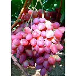 Саджанець Agro-Market Виноград Симпатія (середній термін дозрівання, стабільний високий урожай - понад 6 кг з одного куща) 1 шт. в упаковці (36287)