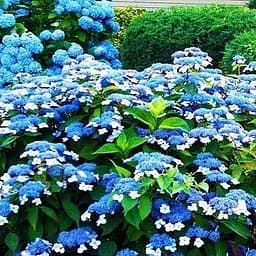 Саджанець Agro-Market Гортензія пильчата Bluebird (45344)