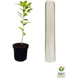 Саджанець Agro-Market Магнолія 3-х річна лілієквіткова Nigra (висота 40-50 см) (60450) 1 шт. в упаковці - мініатюра 2