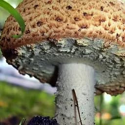 Сухий зерновий міцелій «Печериця серпнева» 100г (45602)