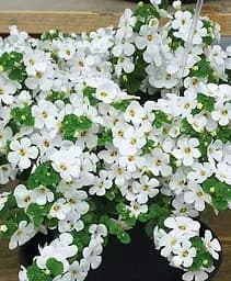 Бакопа Agro-Market Mega Copa White ампельна 1 саджанець в упаковці