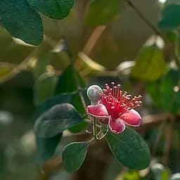 Саженец Agro-Market Фейхоа крымский (высота 20-30 см) возраст 2 года (43899) 1 шт. в упаковке