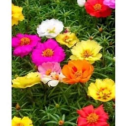 Портулак махровый (Зипер) Весна 1г (18851)