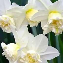 Нарцисс "White Marvel" 2 шт (17164)