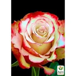 Саджанець Agro-Market Троянда чайно-гібридна Світнесс (клас АА +) вищий сорт (17412) 1 шт. - мініатюра 2