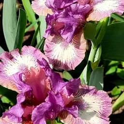 Саженец Agro-Market Ирис карликовый Rufflemania 1 шт.