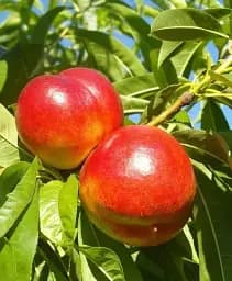 Саджанець Agro-Market Нектарин Мадам Бланшет (лисий персик, середній термін дозрівання) 1 шт. в упаковці (61887)