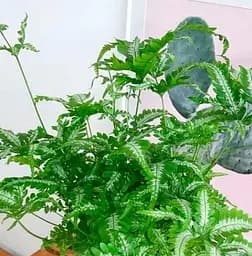 Саджанець Agro-Market Птеріс Критський Albolineata (112546) 1 шт. в упаковці (кімнатний)