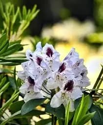 Рододендрон Agro-Market Calsap білий 1 саджанець в упаковці (25714) - мініатюра 3