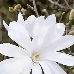 Саджанець Agro-Market Магнолія 4-х річна Stellata (висота 60-80см) (181442)