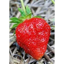 Саджанець Agro-Market Полуниця Діана 5шт (ремонтантний сорт) (44708)