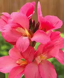 Саженец Agro-Market Канна Низкорослая Mrs Oklahoma 1 шт. в упаковке (176269)