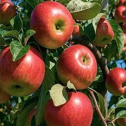 Яблуня Ембасі Agro-Market зимовий сорт пізній термін дозрівання 188006 1 саджанець в упаковці