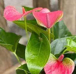 Саджанець Agro-Market Антуріум (Anthurium) Sweet Dream (177093) 1 шт. в упаковці (кімнатний)