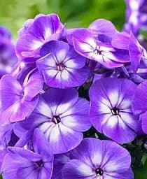 Саджанець Agro-Market Флокс багаторічний Laura 1 шт. в упаковці (19442)