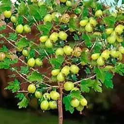 Штамбовий аґрус Agro-Market "Малахіт" (середньоранній термін дозрівання) (45317) 1 саджанець в упаковці