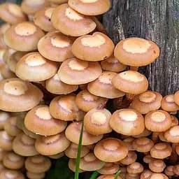 Сухий зерновий міцелій "Опеньок літній" 10г (45498)