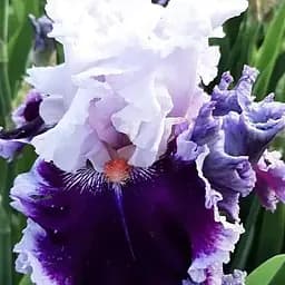 Ирис бородатый крупноцветковый "Daring Deception" (98957) 1 шт