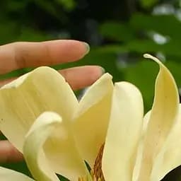 Саджанець Agro-Market Магнолія трипилюсткова Magnolia Tripetala (49492)