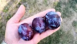 Саджанець Agro-Market Слива Чачакська рання (літній сорт, ранній термін дозрівання) 1 шт. в упаковці (15796) - мініатюра 4