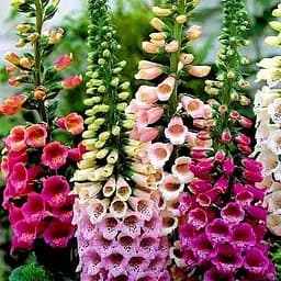 Наперстянка пурпурова "Colorito" (Дигіталіс) (185978) 1 саженец